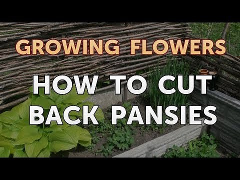How to Cut Back Pansies