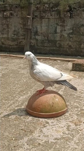 Kabutar Shorts❤️🕊️ | Kabutar shorts video #shorts