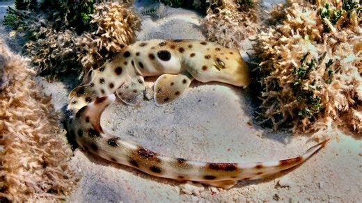 James Cook University research into epaulette sharks hopes to uncover how species can survive amid climate change