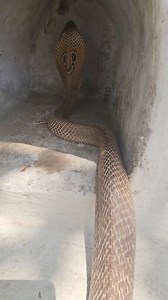 9.9K views · 130 reactions | How did such a big snake insert itself into this hole | Sujay snake saver | Facebook