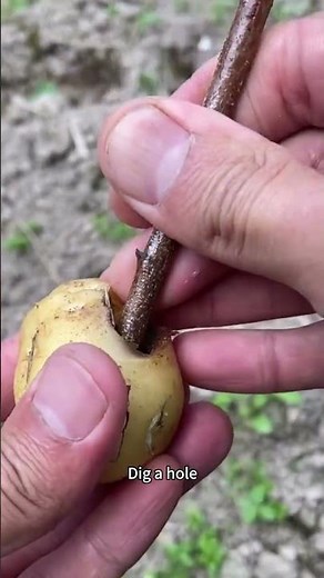 Amazing Fruit Tree Propagation by Cuttings #cuttingpropagation #fruitplanting #gardeningtipshindi