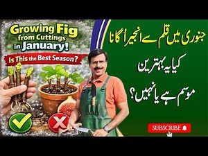 Growing Fig from Cuttings in January | Is This the Best Season? | Gardening With Javed Iqbal