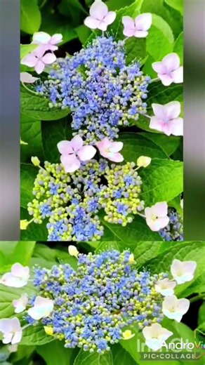 4種類の紫陽花のお花💠園芸紫陽花💠額紫陽花💠✨2026年6月5日✨