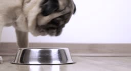 Pug 4K video of an apricot pug eating from a silver bowl on a wooden...