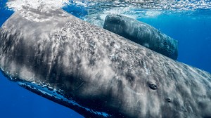 Sperm whales use vowels like humans, new study finds