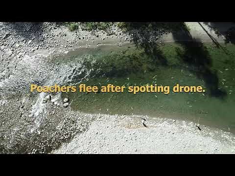 Chinook salmon snagging/poaching. South Fork Nooksack at Skookum Creek.