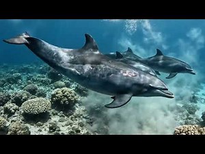 Unveiling The Hidden Life of Dolphins Under the Ocean: A Deep Dive into Their World