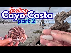 Shelling on Cayo Costa PART 2-- ANGEL WINGS, Lions Paw & WORLD FAMOUS She Sells Sea Shells Sanibel