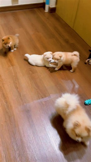 🌈หากไม่รู้จะไปไหน แวะมาหาเราได้นะคะ ❤️If you get a chance, please come and visit us. 🍀Cafe & Farm Shiba Dog & Cat คาเฟ่ & ฟาร์ม ชิบะ & แมว 📍บรรทัดทอง Bkk,Th 🌈 Open Every day 🐶คาเฟ่หมาชิบะและแมว 1 เดียวในบรรทัดทอง ใจกลางกรุงเทพ 🛖มีทั้งโซนทานอาหาร โซนน้องหมา น้องแมว และโซนนั่งทำงาน ฟาร์ม,คาเฟ่,บ้าน,อาหาร,ที่พักใจ Map 📍 Shibainu Story ( Farm& Cafe ) #Shiba #Shibainu #ฟาร์มสุนัข #คาเฟ่หมา #ชิบะ