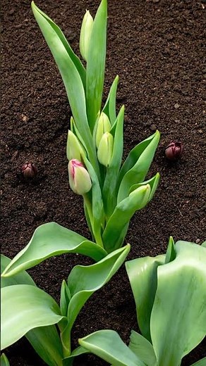 8K Macro Timelapse — Peony Bloom in Morning Light | Lifelapse Nature