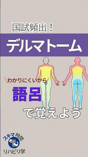 【語呂で覚える国試】デルマトームを語呂で覚えよう！#理学療法士国家試験 #作業療法士国家試験 #理学療法士 #作業療法士 #基礎 #勉強 #臨床 #臨床実習 #脊髄 #デルマトーム #語呂