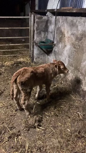 Bloated Cow Sorted: Veterinary Care in Kerry, Ireland