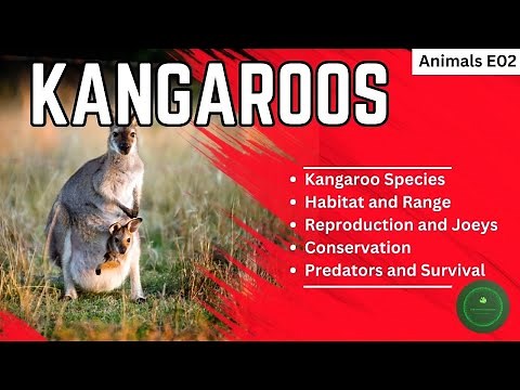 Kangaroos: Australia's Iconic Marsupials | The Wonders of Nature |All About Kangaroos Facts for Kids