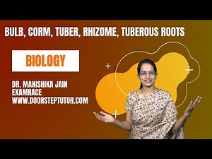 Bulb, Corm, Tuber, Rhizome, Tuberous Roots: Difference & Examples - NSO NSTSE VVM