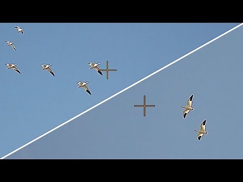 Let It Snow | Goose Hunting | Filmed with ShotKam Gen 3