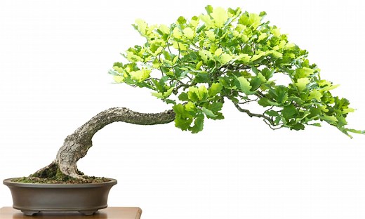 White Oak Bonsai Tree: Complete Care & Growing Instructions
