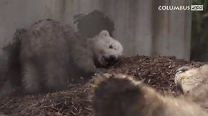 Polar Bear Cub Update: Aurora's little boy is starting to explore his behind-the-scenes yard and pool! The 15-week-old cub is a healthy 41 pounds and is taking swimming lessons from mom. The animal care team says he is very inquisitive, but is quick to run back to mom if he is unsure about something before he gives it another go!💙❄️🐻 | Columbus Zoo and Aquarium