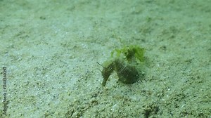 Seahorse sits on sandy bottom clinging to green algae with its tail, Slow motion, Long Snouted Seahorse (Hippocampus guttulatus)