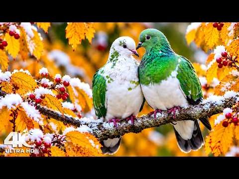 Soothing Bird Sounds ☁️ 4K Nature Ambience for Calm & Deep Sleep