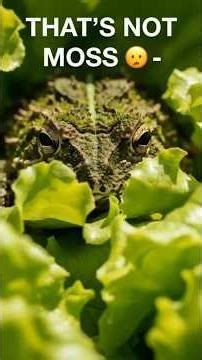 This Frog Thinks It’s Salad 🥗🐸 | Vietnam Mossy Frog