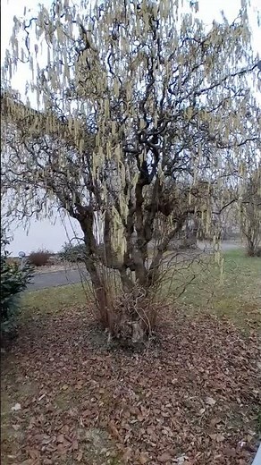 Corylus avellana (Contorta) has amazing shapes 👍