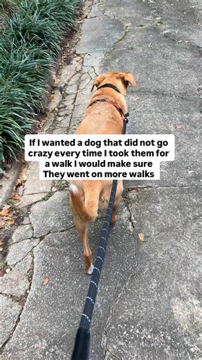 4.1K views · 3 comments |  Crazy on walks? Here’s why.  If your...