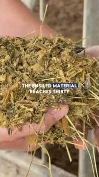 How is the corn silage preserved on this farm that produces over 19,000 liters of milk?