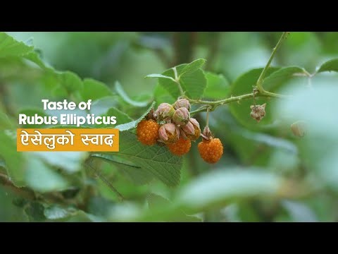 Rubus Ellipticus (ऐसेलु) - The Golden Himalayan Berry | Aiselu