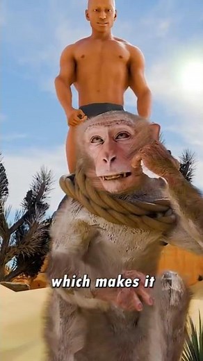 How To Catch A Baboon 🤔