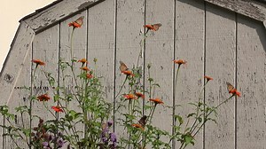 Is the magic of monarchs missing from your butterfly garden? 😞 Learn how to start (or improve) your butterfly garden for maximum monarch effect: http://monarchbutterflygarden.net/how-to-start-monarch-butterfly-garden/ | Monarch Butterfly Garden