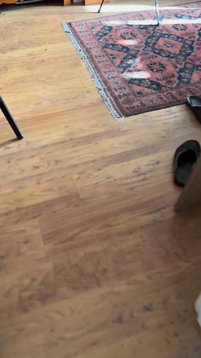 Tiger 🐅 😹 #FurryFamily #fluffy #whiskers #catslovers #reelschallenge | Tiger the bengal cat