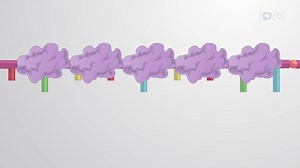 Video: Single-Strand DNA Binding Proteins