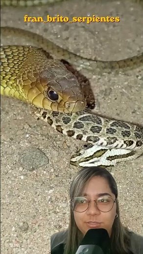 Snake eating snake: Is this cannibalism?