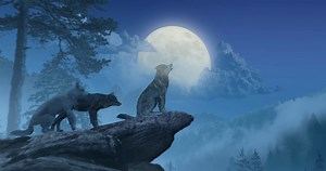 Wolves Howling At Moon Stock Motion Graphics SBV-338422132 - Storyblocks