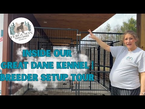 Inside Our Great Dane Kennel | Breeder Setup Tour at Ferguson Family Danes