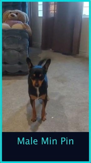 Adopt Min Pin male Taz | Small Dog Adoptions & Rehoming