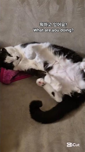 매일매일 만들수 있는 아무것도 안 하는 고양이 This cat is doing nothing #고양이 #cat #밀크 #milk