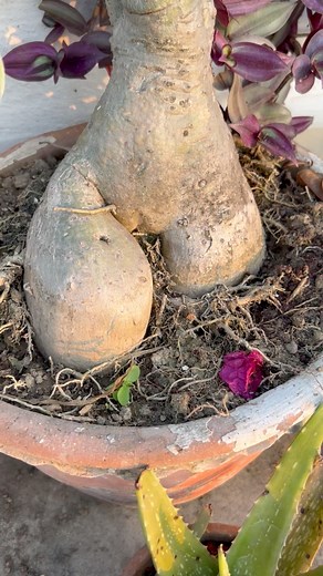 And the strange part is I take minimal care of this plant.Some small point that I have kept in mind is ——-🍁 I try to give a lot of sunlight to it cause it is much needed for its optimal growth and flowering .🍁Watering is crucial for adenium, I water twice a week and make sure the soil is dry before watering again.🍁For the soil part I have used well drained potting mix and what do I mean by well drained is to add draining materials such as perlite, vermiculite or sand.🍁and last and best part 
