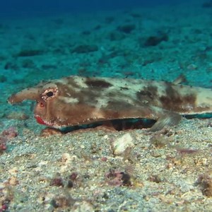 16K views · 292 reactions |  : Le poisson chauve-souris 驪 (Ogcocephalus darwini) une morphologie assez spécial  | Biologie Université | Facebook