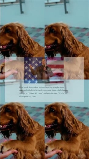 Dogs Video in 4k 1980s