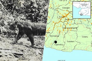 Los avistamientos del tigre de Java parecían una leyenda urbana. Ahora contamos con pruebas tangibles