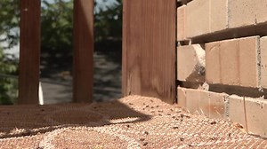 Elm seed bugs are taking over Utah homes - KSLTV.com