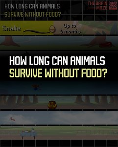 Have you ever wondered how long different animals can survive without eating? In this video, we compare the fasting limits of various animals — from cold-blooded reptiles to warm-blooded mammals and birds. You'll see how creatures like snakes, crocodiles, penguins, camels, sharks, bears, and crows stack up against a human — added as a reference point — when it comes to surviving without food. Some of these animals have developed fascinating adaptations that allow them to go weeks, months, or eve