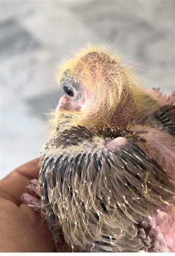 #creatorsearchinsights #fyp #viral #trending #pet