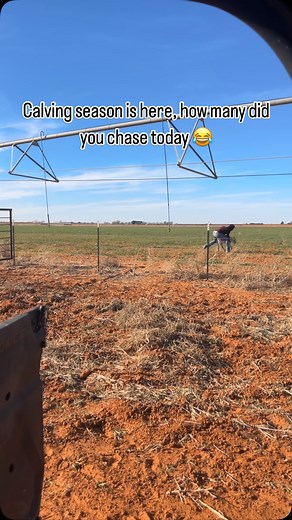 This little guy learned really quick how to step through the barbed wire and not let it hurt him. He had been banned from the fence line 😂 off to the birthing pen him and his mom go. #funny #cattle | Twisted T’s Cattle LLC