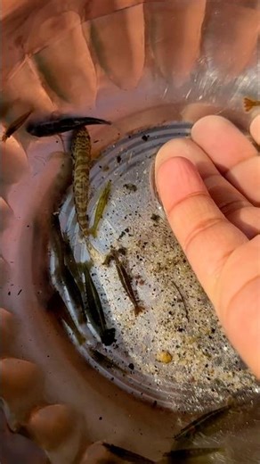 Bhutan Blue River Fishing 🥳 #fish #fishlover #fishtank #fishing #shorts #reels #viral #fishingvideo