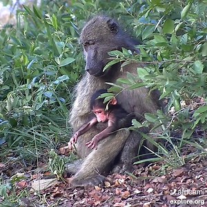 New-to-the-world baboon discovers little fingers, cuteness ensues. | explore.org