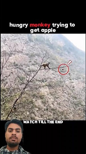 He Risked Everything Just for an Apple 🍎#tarndeng #animals #wildlife