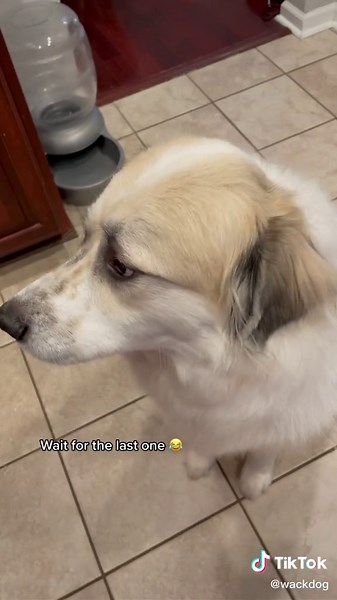 Hilarious Dog Chompies Compilation | Funny Dogs TikTok Videos