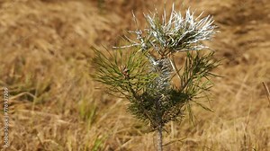 Pinus sylvestris, Scots, Scotch or Baltic pine, is tree in pine family Pinaceae that is native to Eurasia Stock Video
